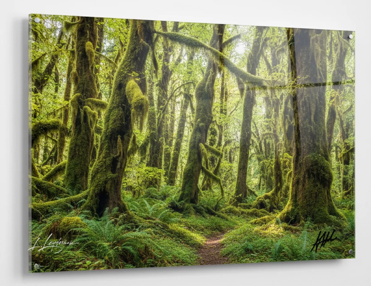 Acrylic Facemount — moss-covered rainforest scene with crystal-clear depth
